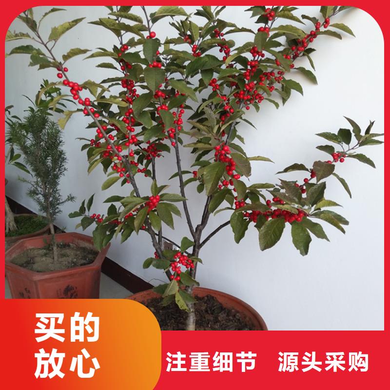 北美冬青板栗苗源頭廠家量大價優(yōu)