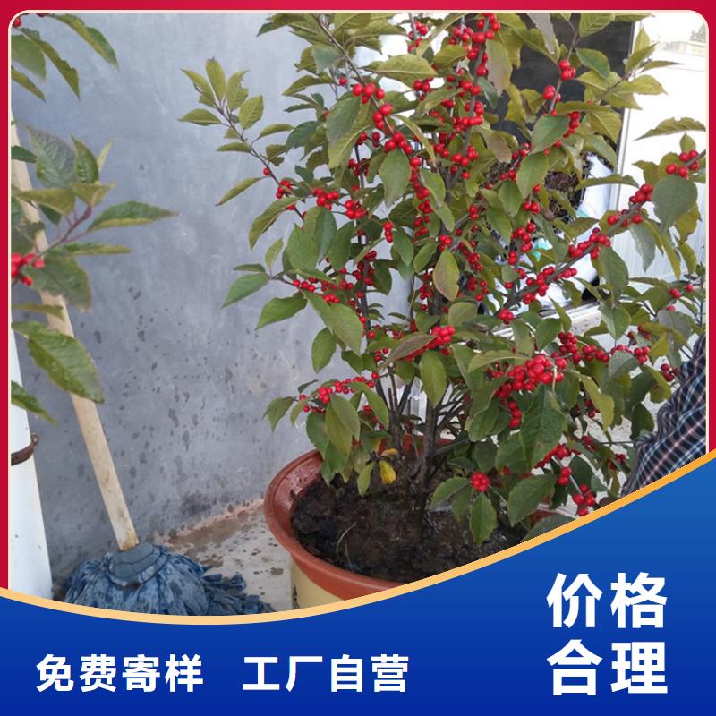 北美冬青蘋果苗0中間商差價