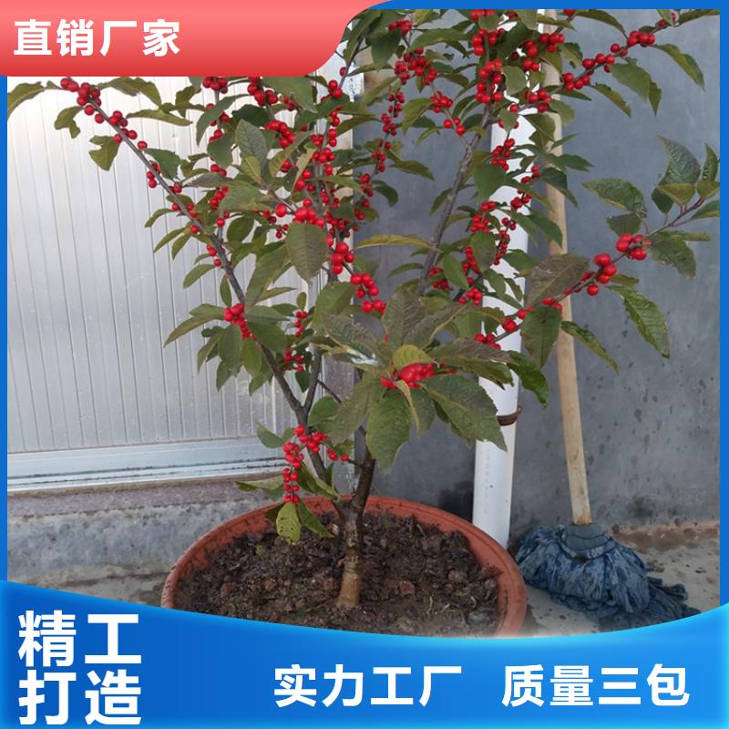 北美冬青蘋果苗0中間商差價