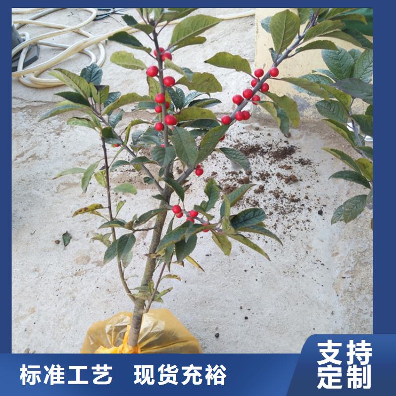 北美冬青蓝莓苗现货销售