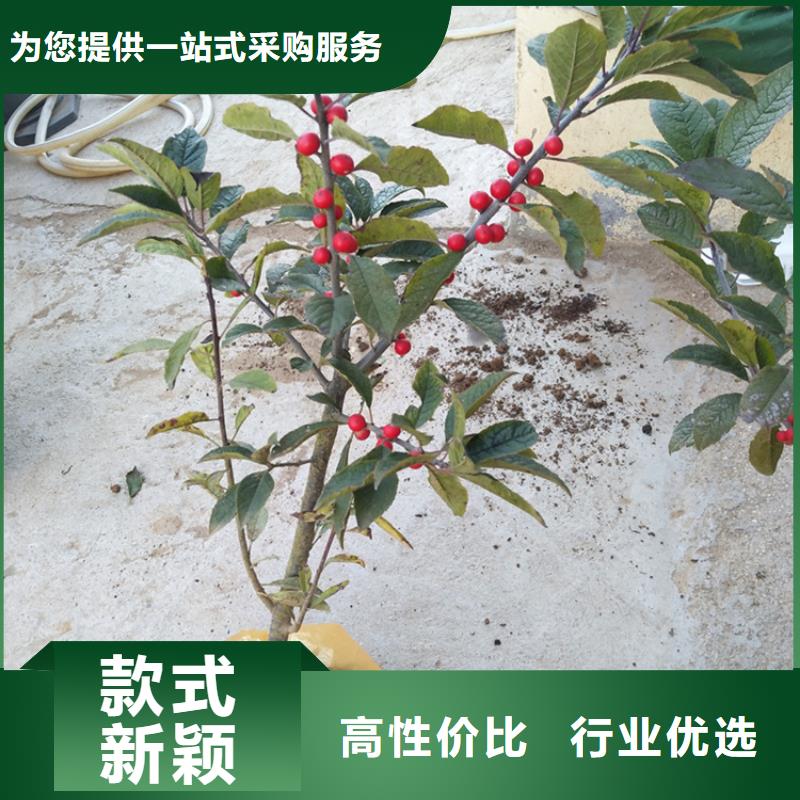 北美冬青苗什么時間移栽