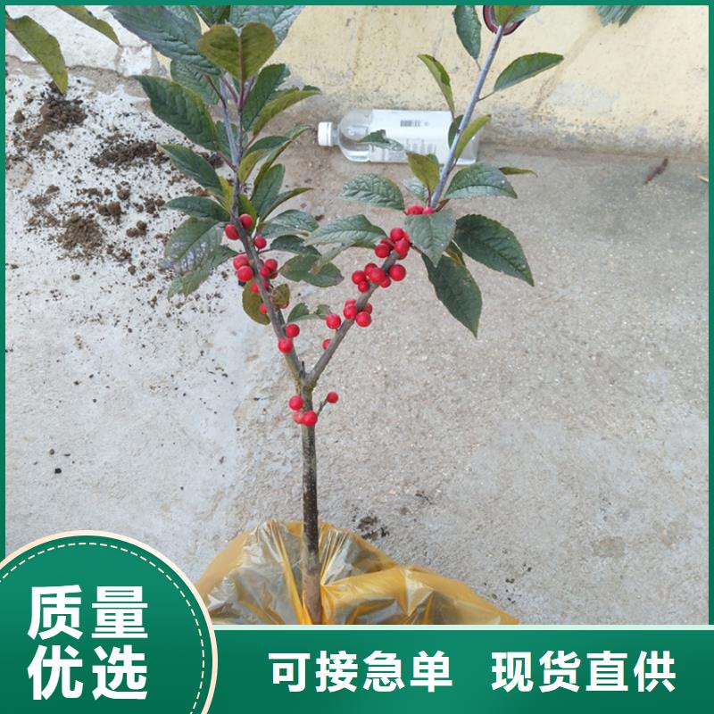 北美冬青新奇品種