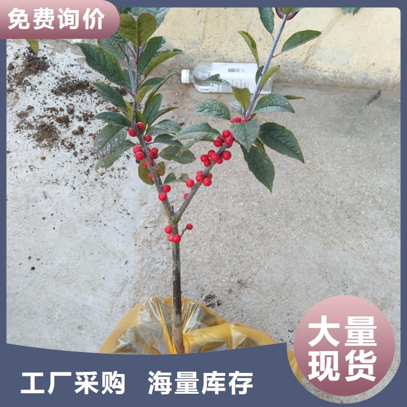 北美冬青苗什么時間移栽