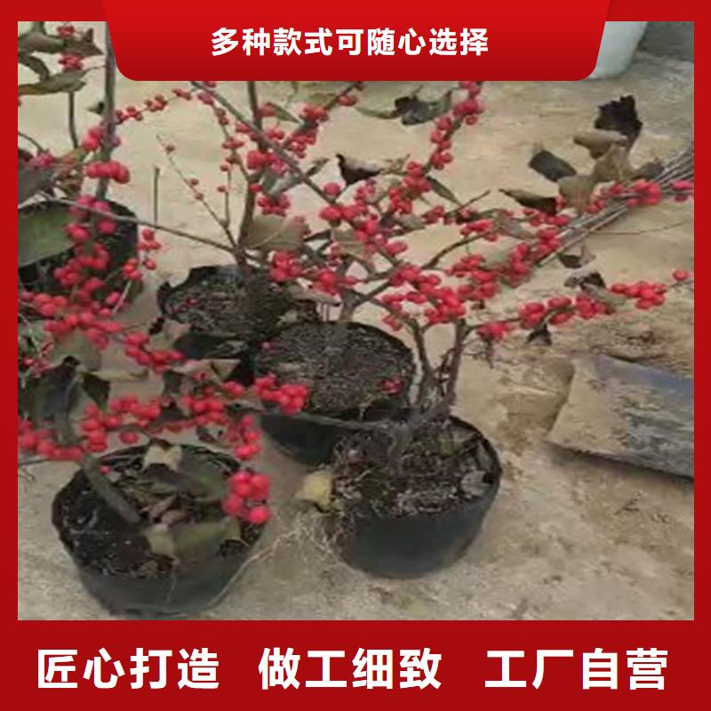 北美冬青苗成活率高