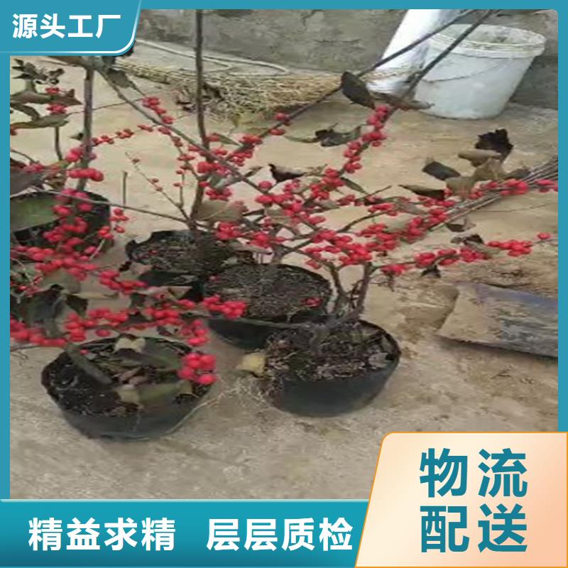 北美冬青蘋果苗0中間商差價