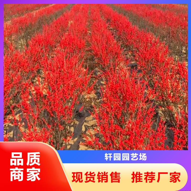 北美冬青新奇品種