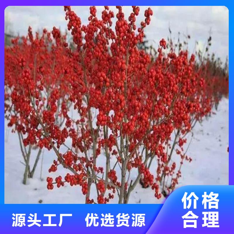 北美冬青苗成活率高