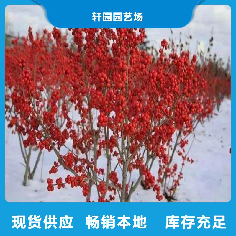 北美冬青苗什么時間移栽
