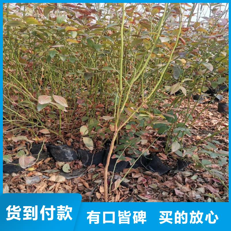 蓝莓苗,桃树苗厂家拥有先进的设备