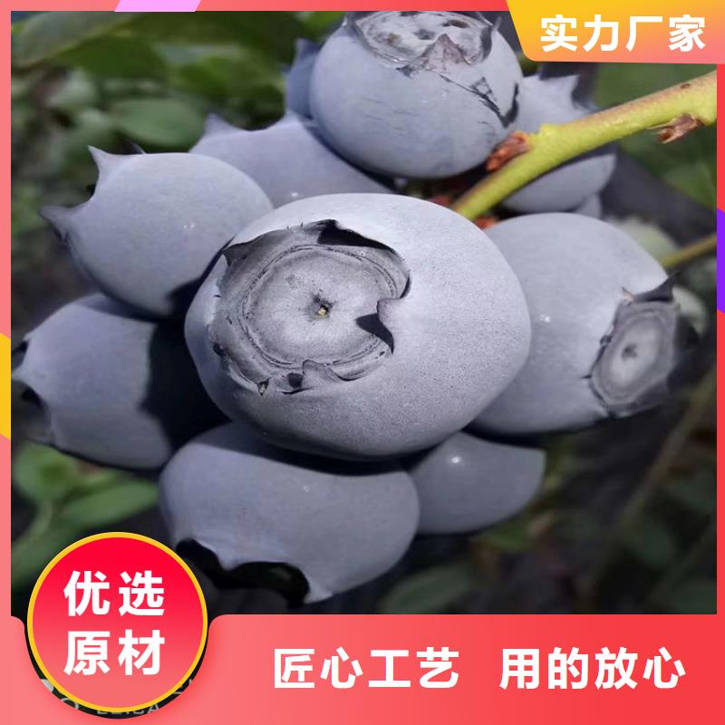 藍莓苗無花果苗大廠家實力看得見