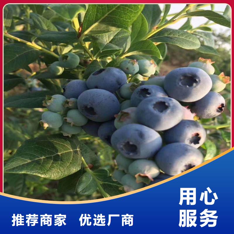 石榴树视频-石榴树|揭阳市|普宁|榕城|茂名|东莞|惠州|潮州|江门|云浮