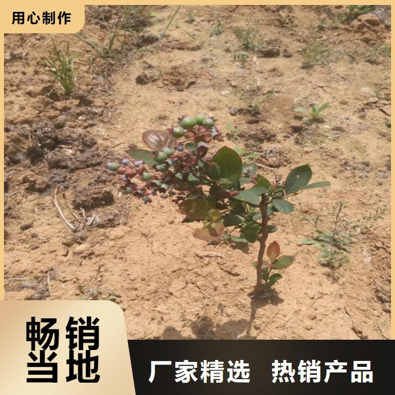 石榴树视频-湖北省轩园石榴树可服务区域黄石|武汉|孝感|随州|荆州等