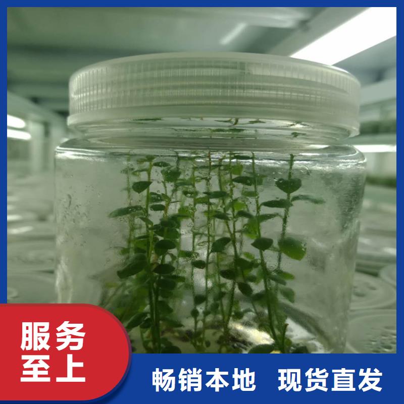 藍金藍莓苗怎么賣