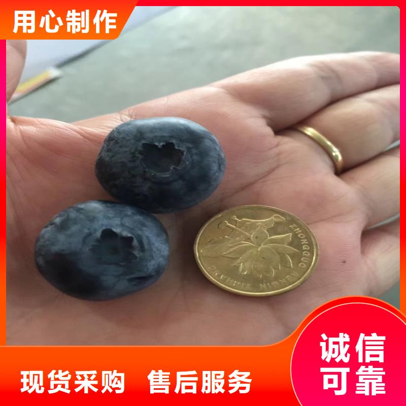 藍莓穴盤苗現貨供應