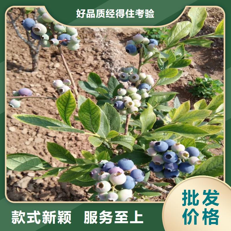 藍莓苗,北美冬青好品質售后無憂