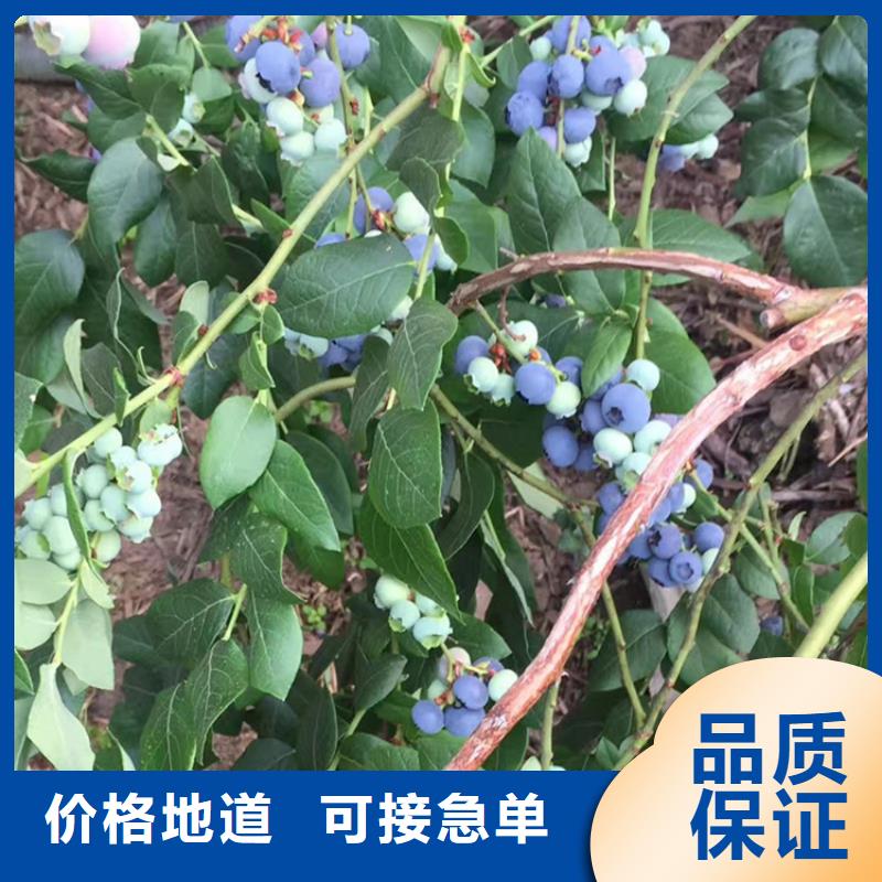 藍莓苗蘋果苗全品類現貨