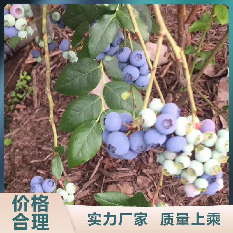 蓝莓苗3公分软籽石榴苗厂家自营