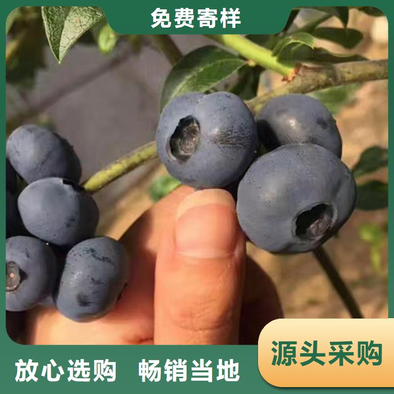 藍莓苗蘋果苗全品類現貨