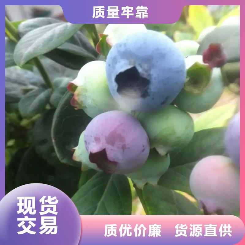 藍(lán)莓苗櫻桃苗一站式供應(yīng)廠家