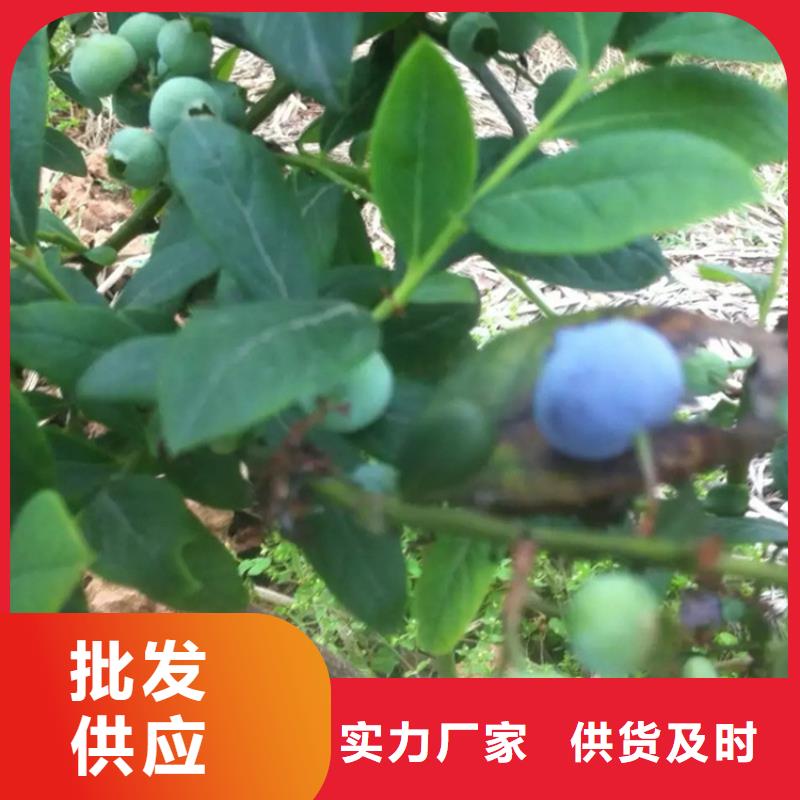 藍莓苗保質保量