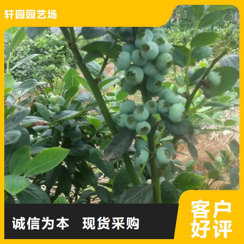 石榴树视频-石榴树|揭阳市|普宁|榕城|茂名|东莞|惠州|潮州|江门|云浮