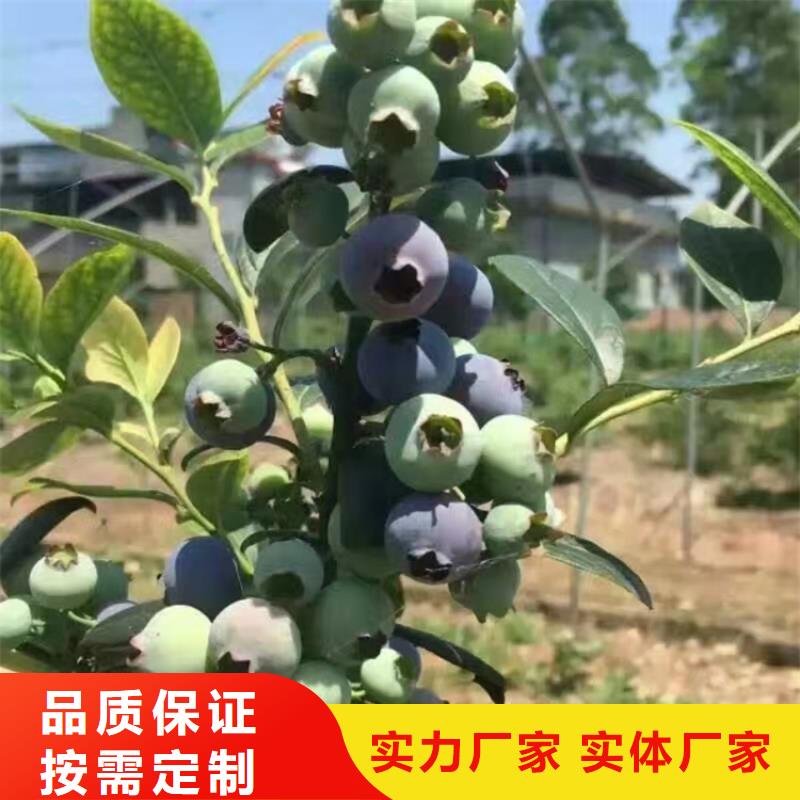 藍莓苗,北美冬青好品質售后無憂