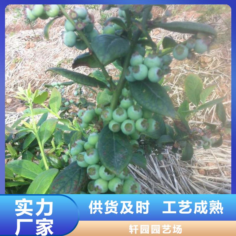 石榴树视频-湖北省轩园石榴树可服务区域黄石|武汉|孝感|随州|荆州等