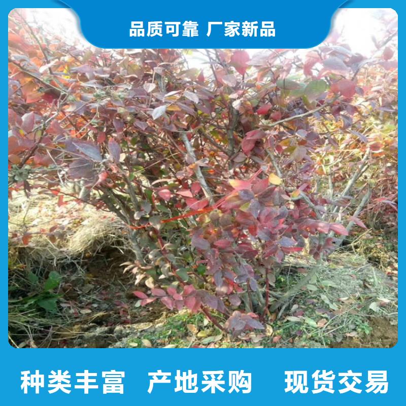 組培藍莓苗種植管理技術