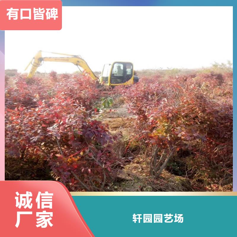 【藍莓苗】,櫻桃苗敢與同行比價格