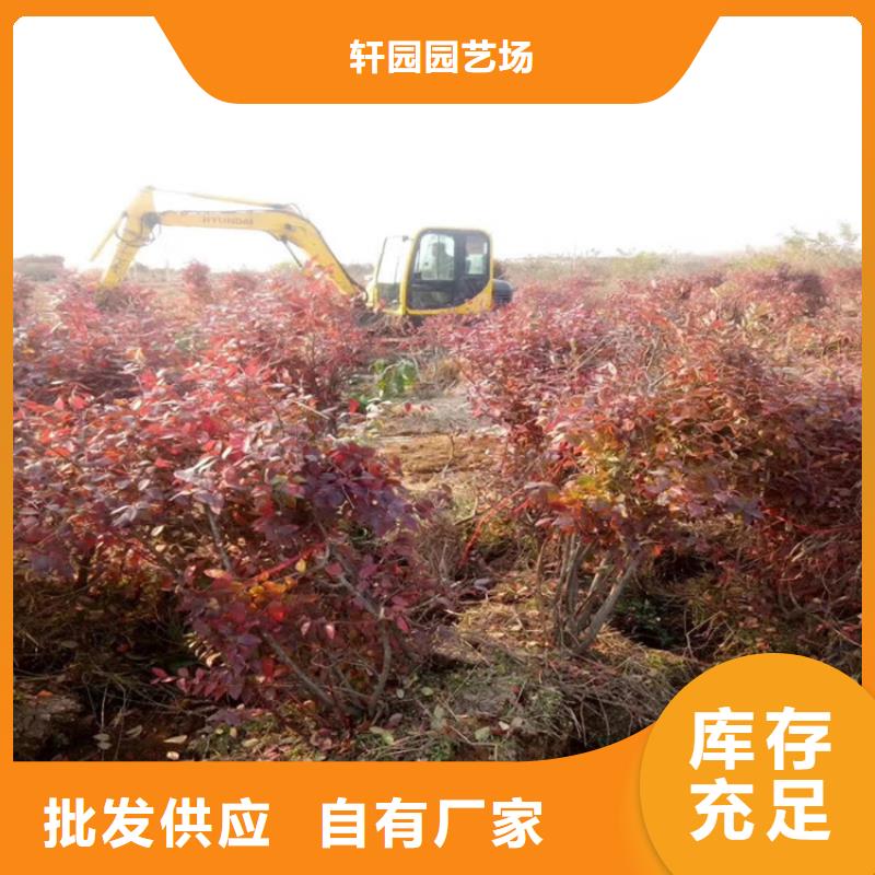 L25藍莓苗經濟效益