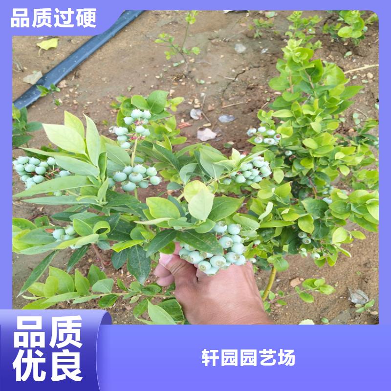 石榴树视频-湖北省轩园石榴树可服务区域黄石|武汉|孝感|随州|荆州等