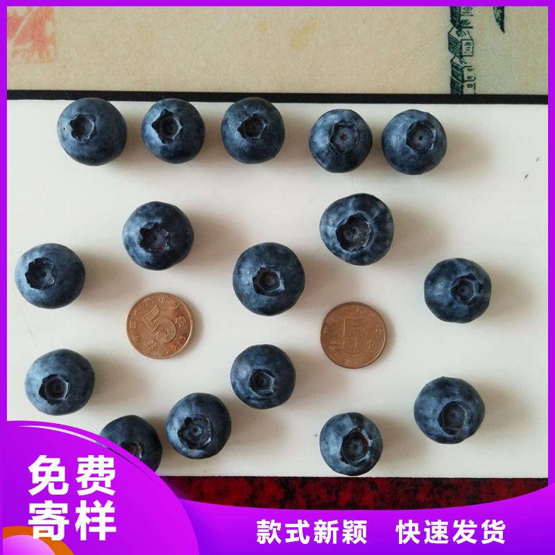 L25藍莓苗經濟效益