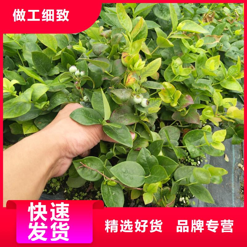 藍(lán)莓苗,【櫻桃苗】專注質(zhì)量