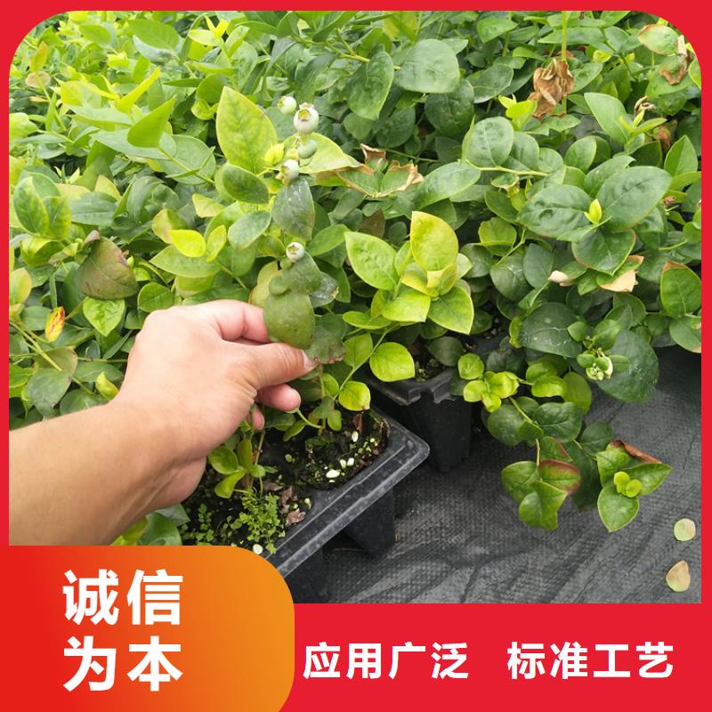 藍莓苗一畝地栽多少棵
