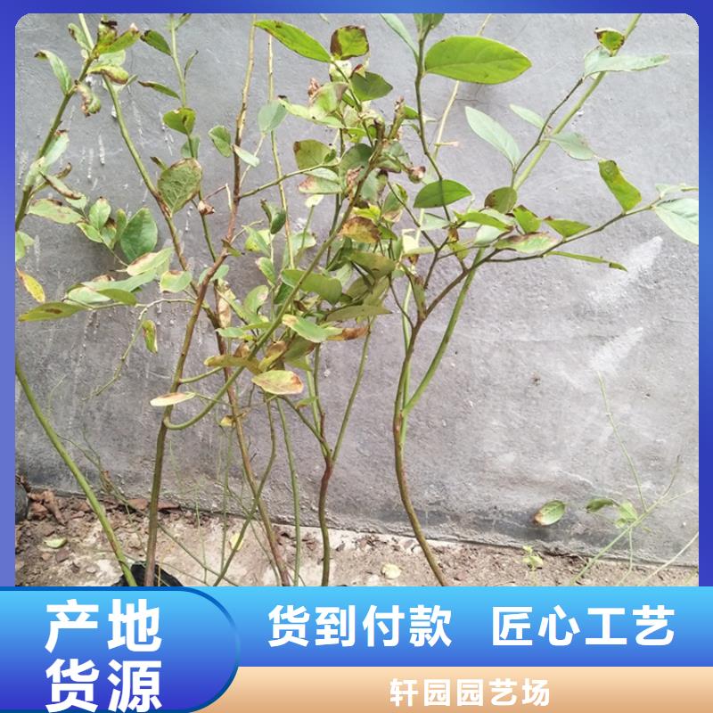 【藍莓苗櫻桃苗工廠批發】