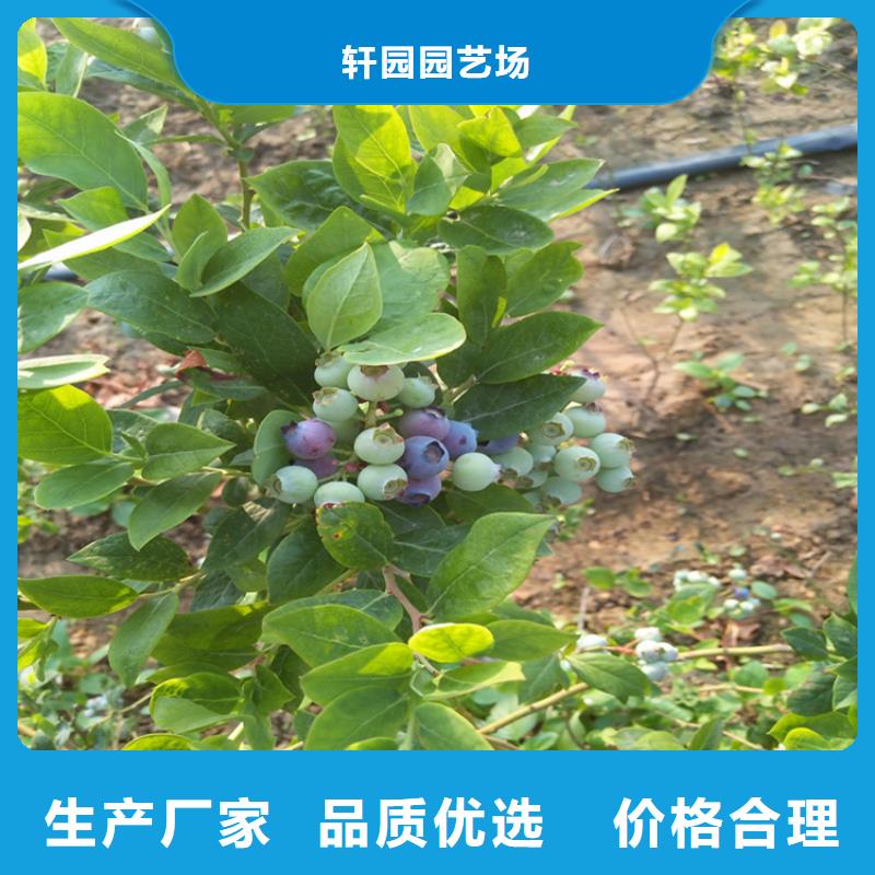 藍莓苗保質保量
