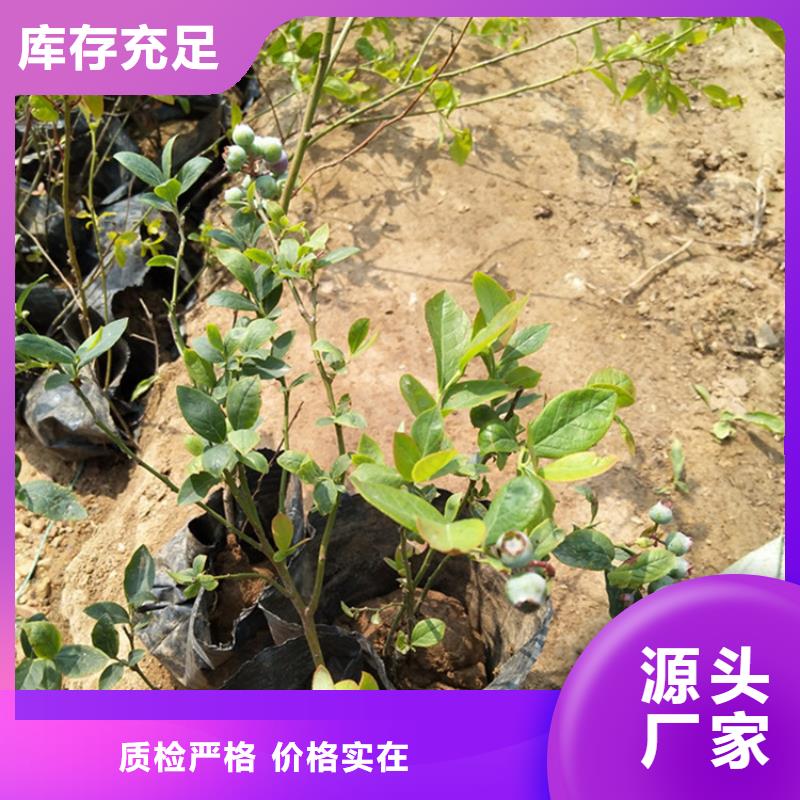石榴树视频-湖北省轩园石榴树可服务区域黄石|武汉|孝感|随州|荆州等