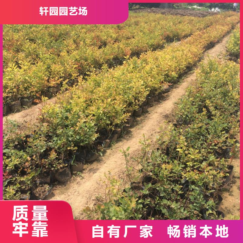 【藍莓苗櫻桃苗工廠批發】