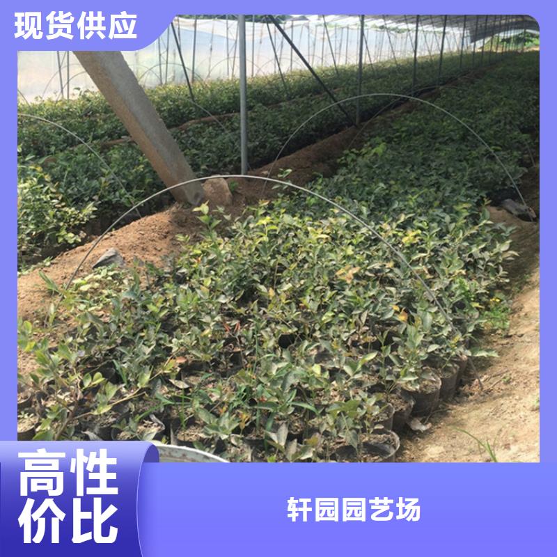 石榴树视频-石榴树|揭阳市|普宁|榕城|茂名|东莞|惠州|潮州|江门|云浮