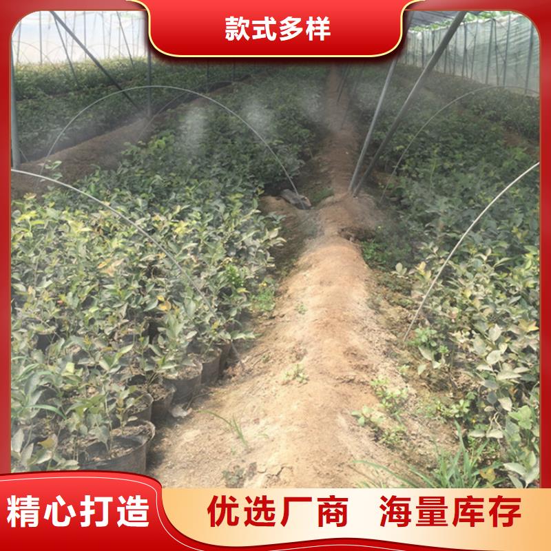 石榴树视频-石榴树|揭阳市|普宁|榕城|茂名|东莞|惠州|潮州|江门|云浮