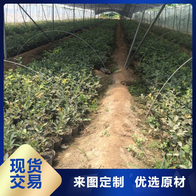 藍(lán)莓苗櫻桃苗一站式供應(yīng)廠家