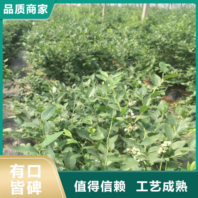 藍莓苗桃樹苗采購