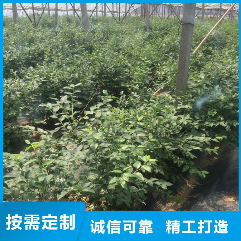 藍(lán)莓苗,【櫻桃苗】專注質(zhì)量