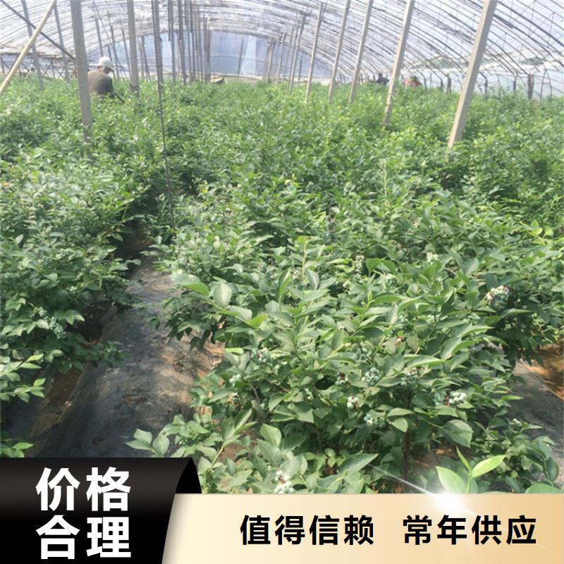 組培藍莓苗種植管理技術
