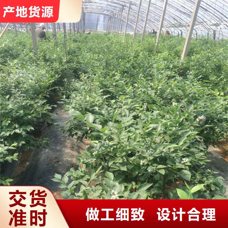 藍金藍莓苗怎么賣