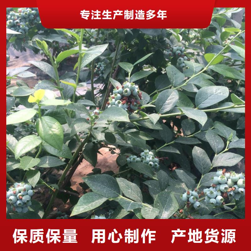 藍莓苗桃樹苗采購