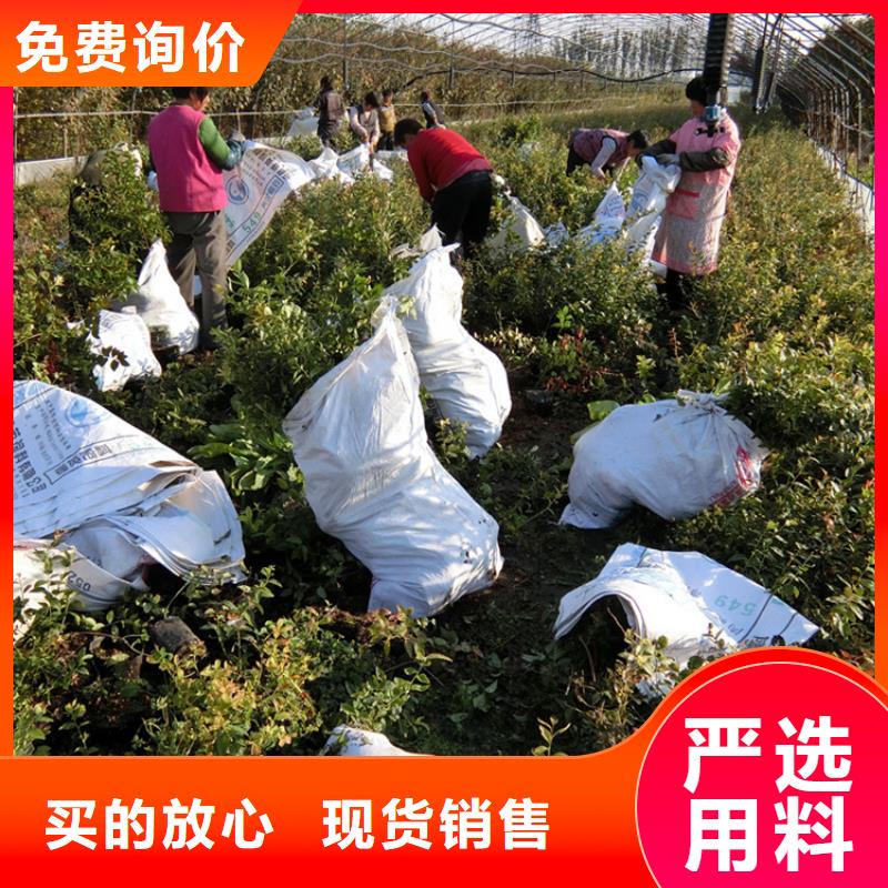 石榴树视频-湖北省轩园石榴树可服务区域黄石|武汉|孝感|随州|荆州等