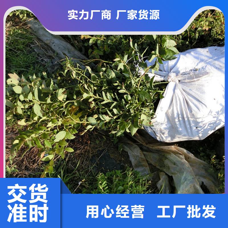 藍莓苗蘋果苗全品類現貨
