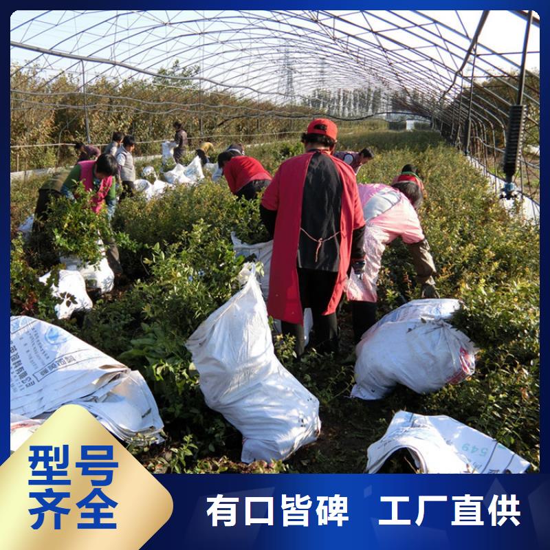 【藍莓苗】,櫻桃苗敢與同行比價格