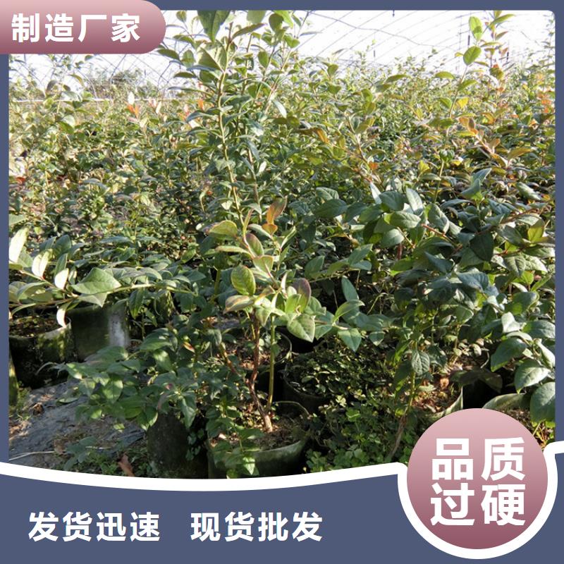 蓝莓苗,桃树苗厂家拥有先进的设备